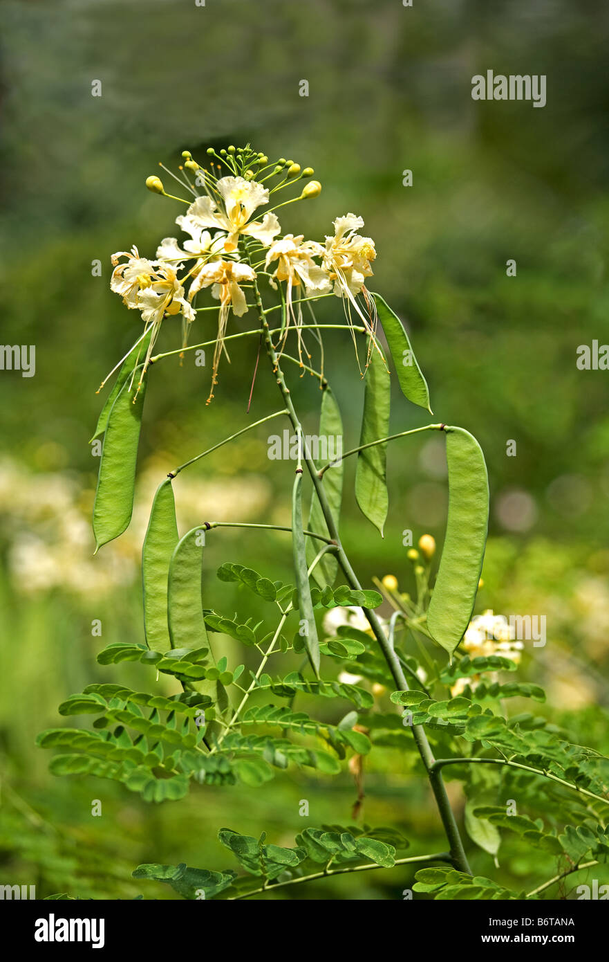 Pride Of Barbados Plant High Resolution Stock Photography And Images Alamy