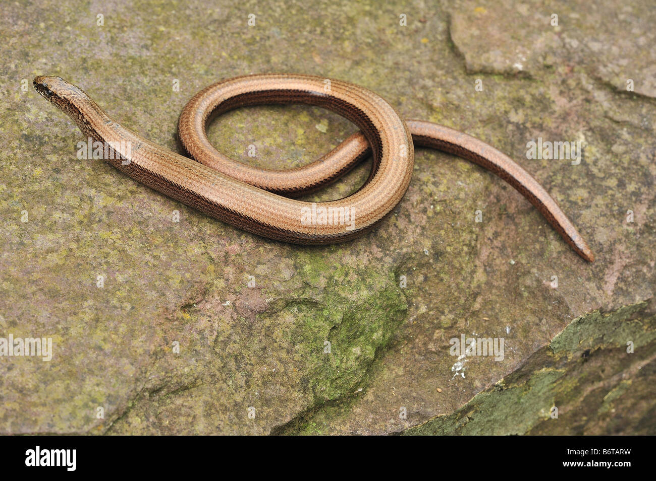 Slow worm - Anguis fragilis - basking on a rock. Stock Photo