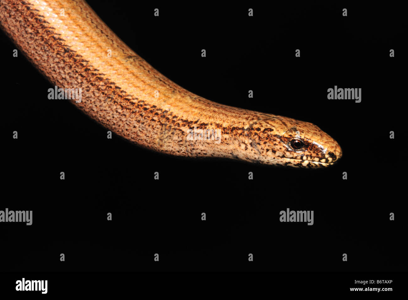 Slow worm - Anguis fragilis - against a dark background Stock Photo