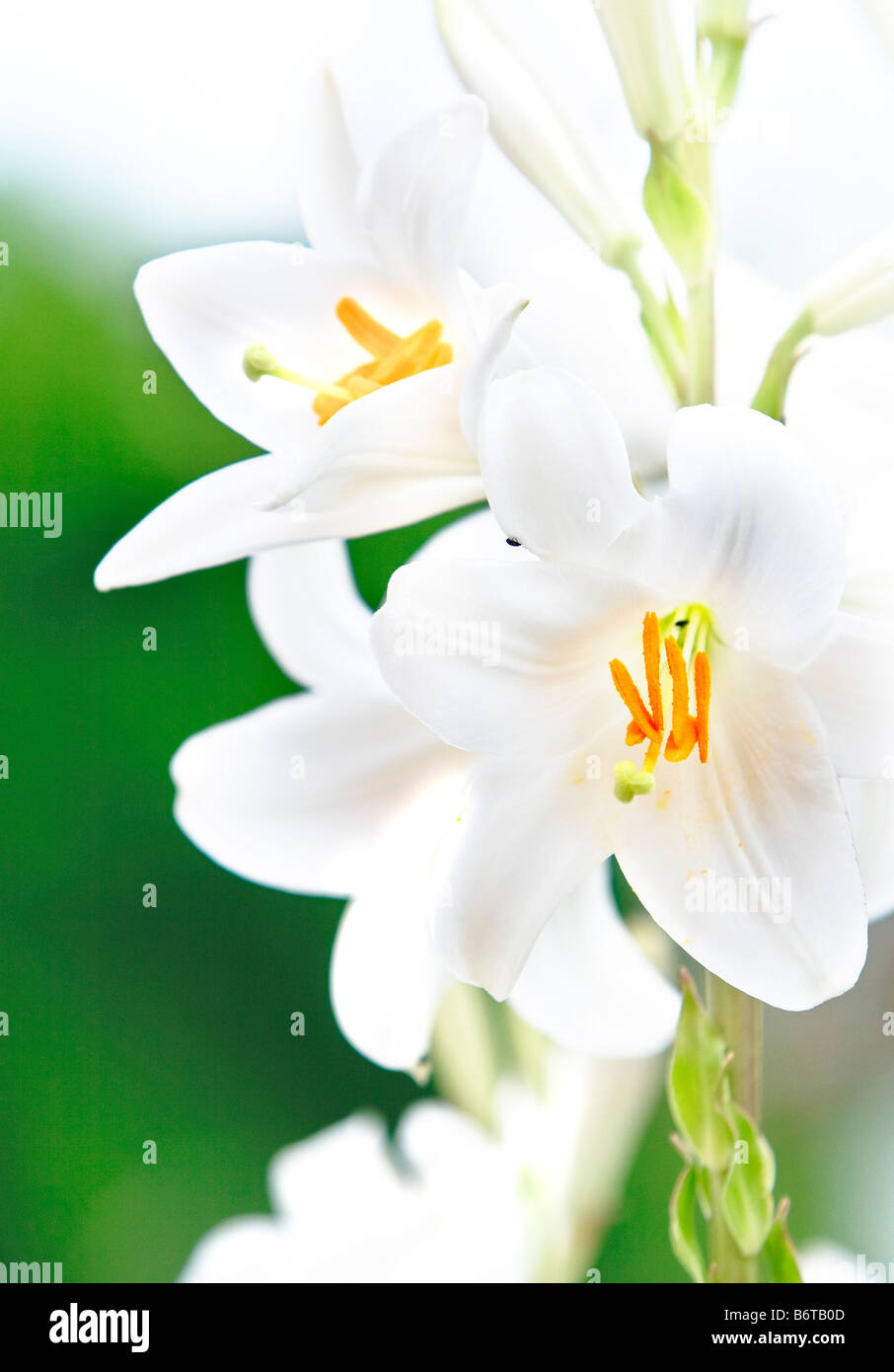 Lily (Lilium regale) Stock Photo