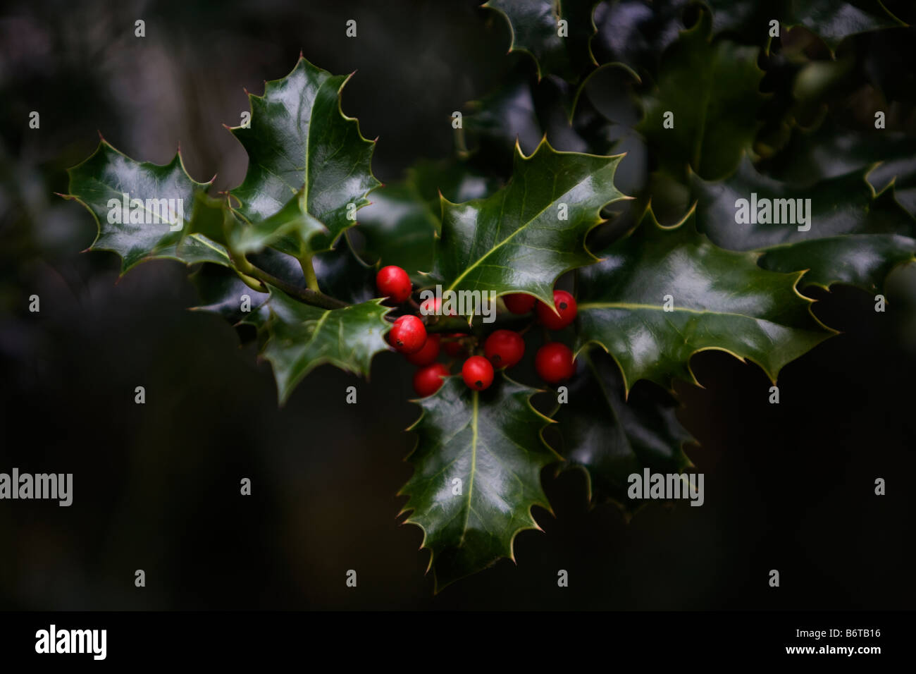 Holly christmas decorations hi-res stock photography and images - Alamy