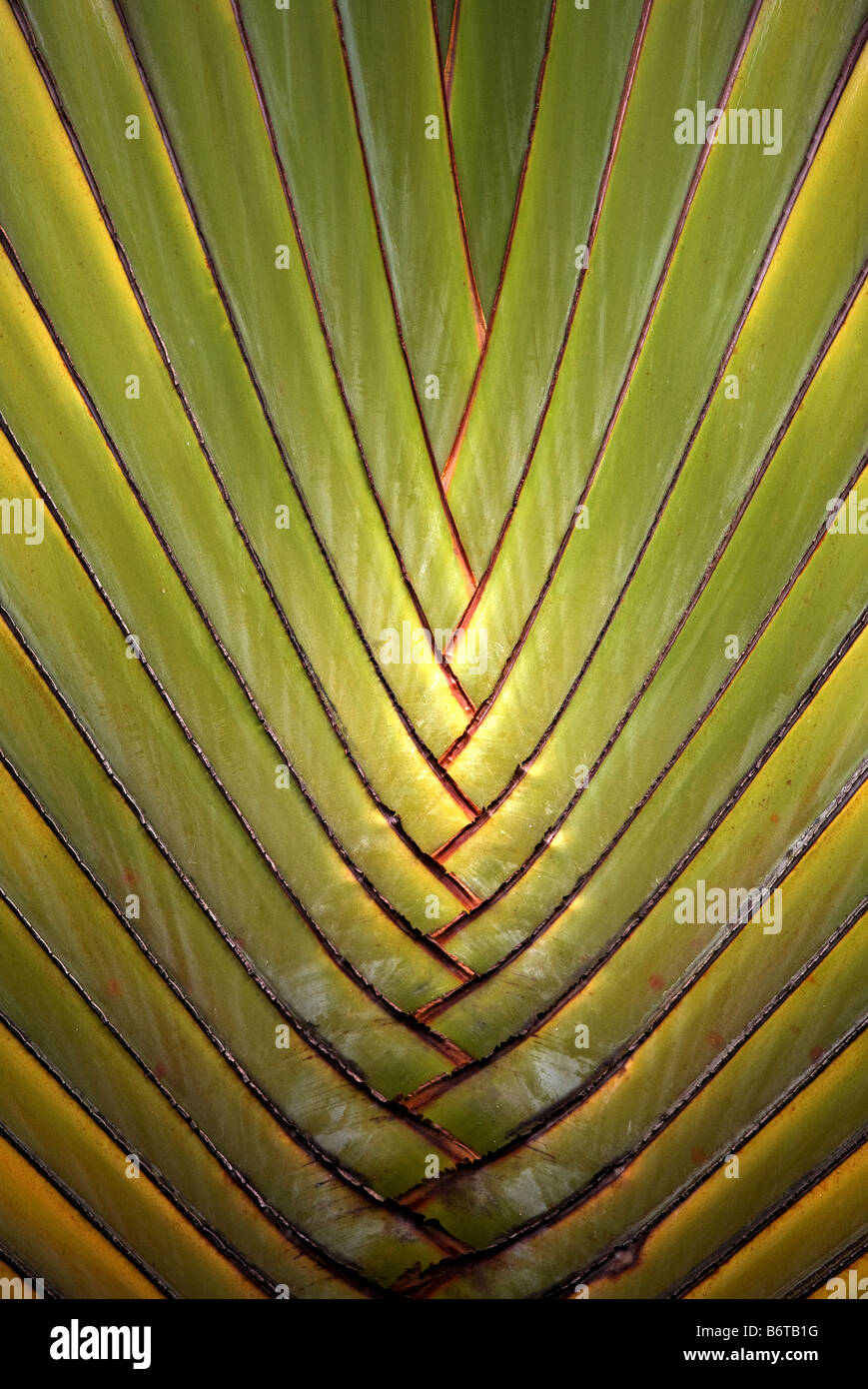 Travellers Palm in close-up, Caribbean Island. Stock Photo