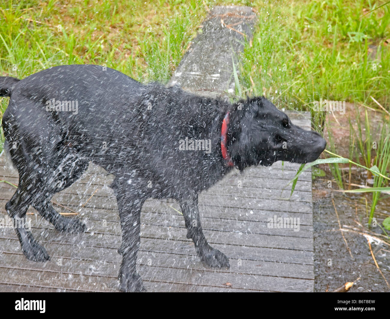 wet black dog shaking its wet coat Stock Photo Alamy