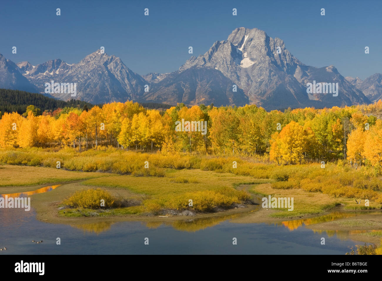 Mount Moran above aspen at Oxbow Bend in fall Grand Teton National Park Wyoming Stock Photo