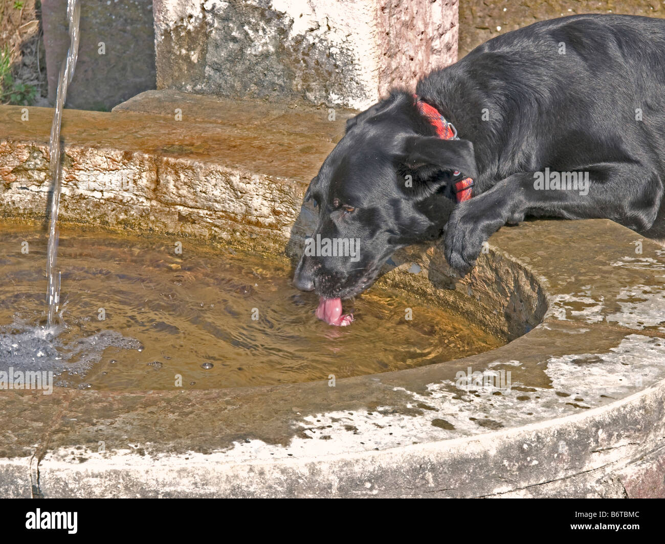 Dog drinking from water fountain hires stock photography and images