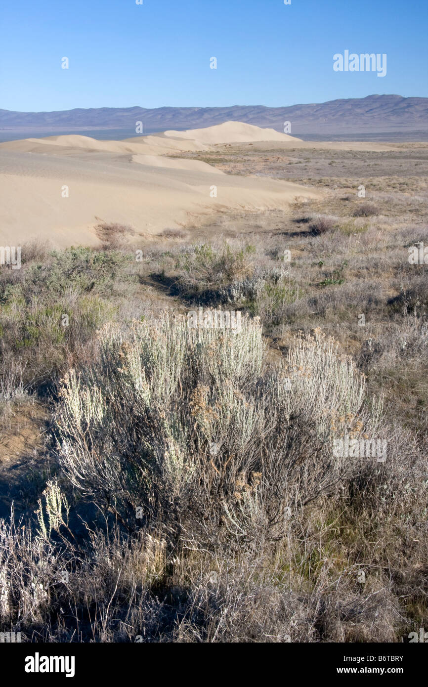 Sagebrush near the sand dunes above the White Bluffs in the Hanford Reach of the Columbia River Washington Stock Photo