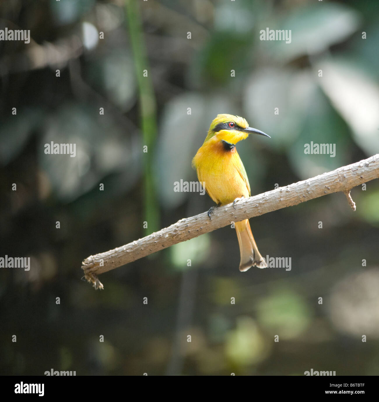 Little bee eater hi-res stock photography and images - Alamy