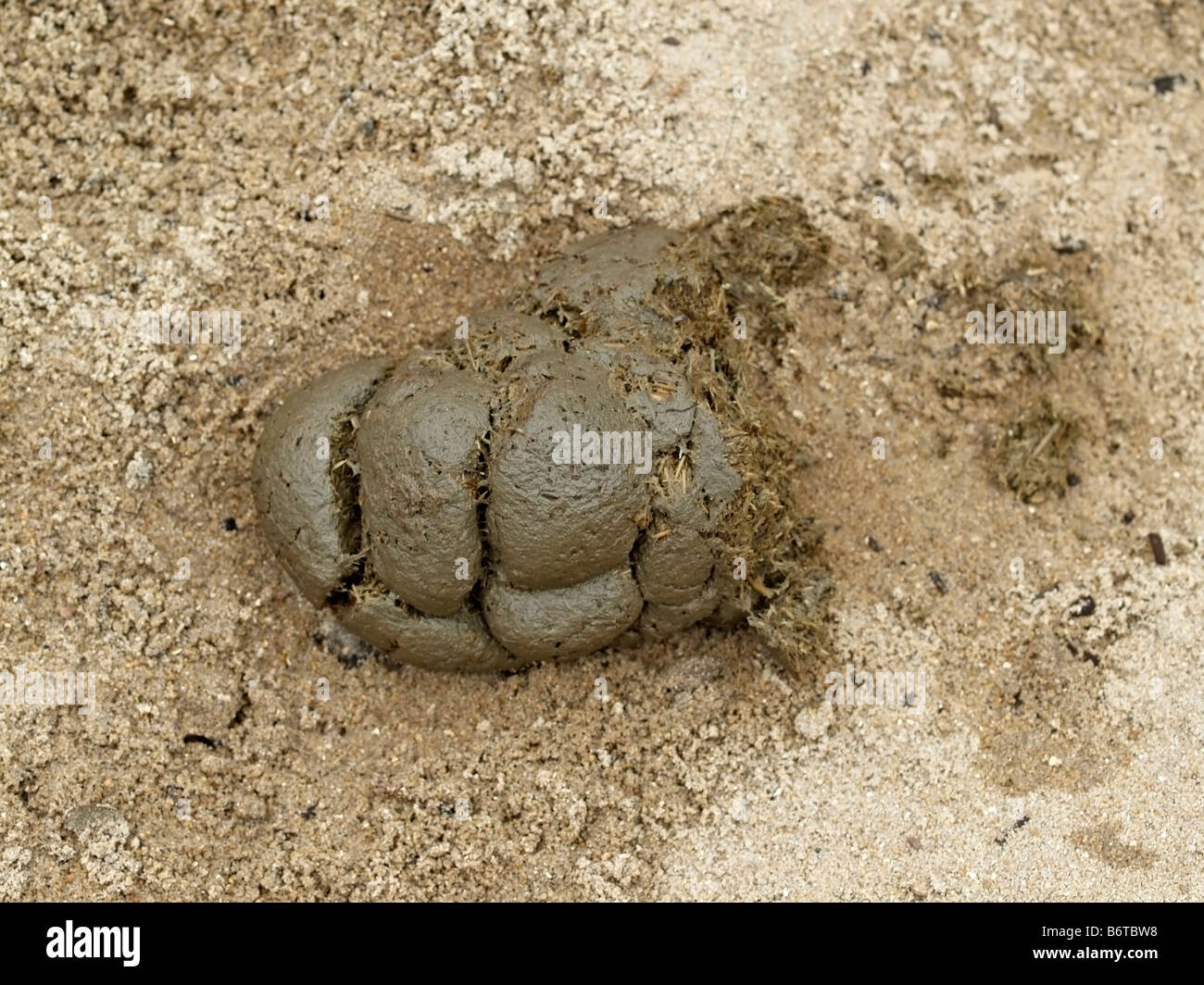 piece of horse dung horse dung on ground Stock Photo Alamy