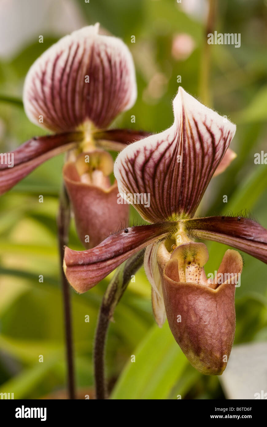 Paphiopedilum x harrisianum, Orchidaceae - flowers Stock Photo