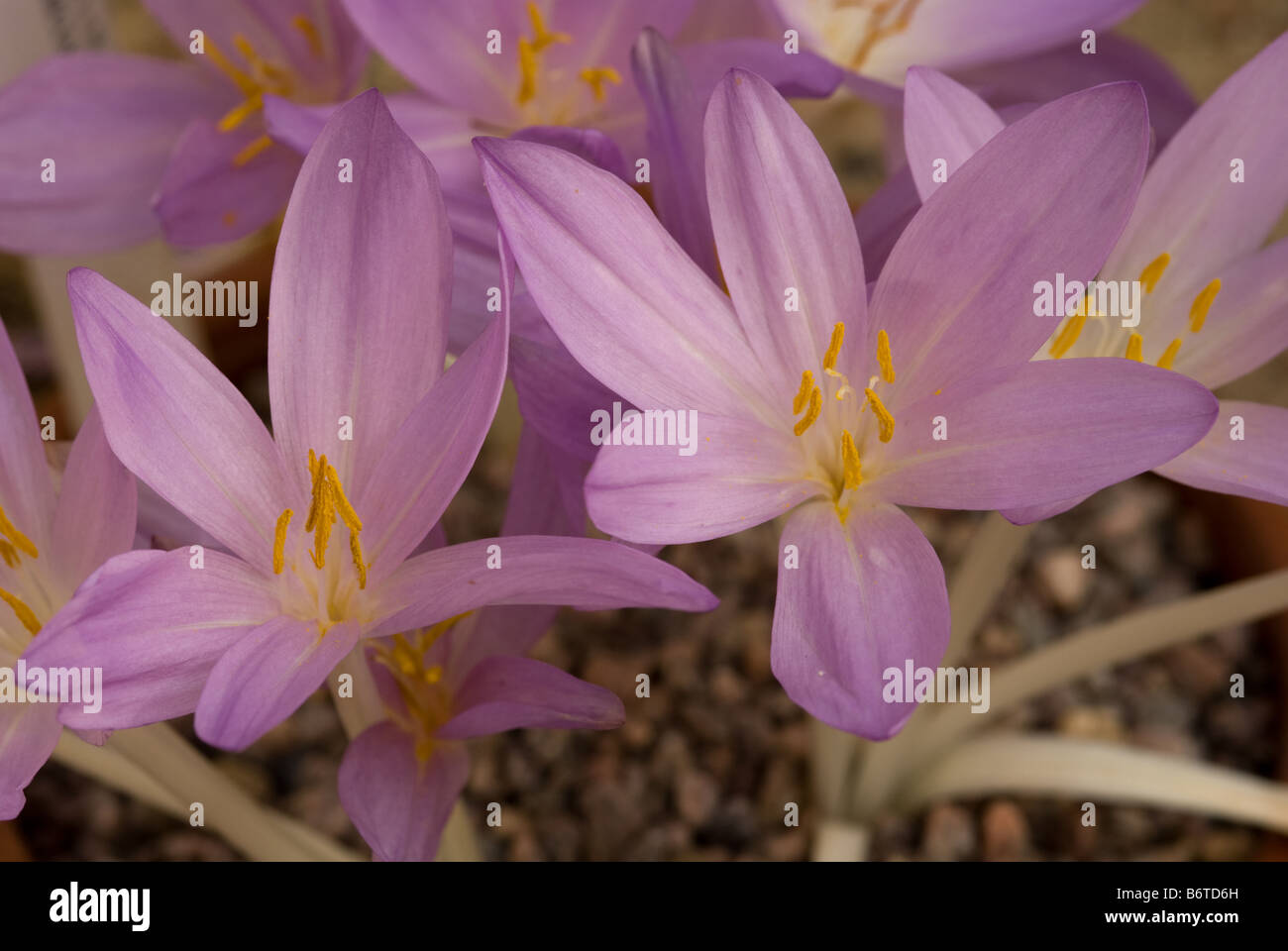 Colchicum cilicicum, Colchicaceae - flowers Stock Photo