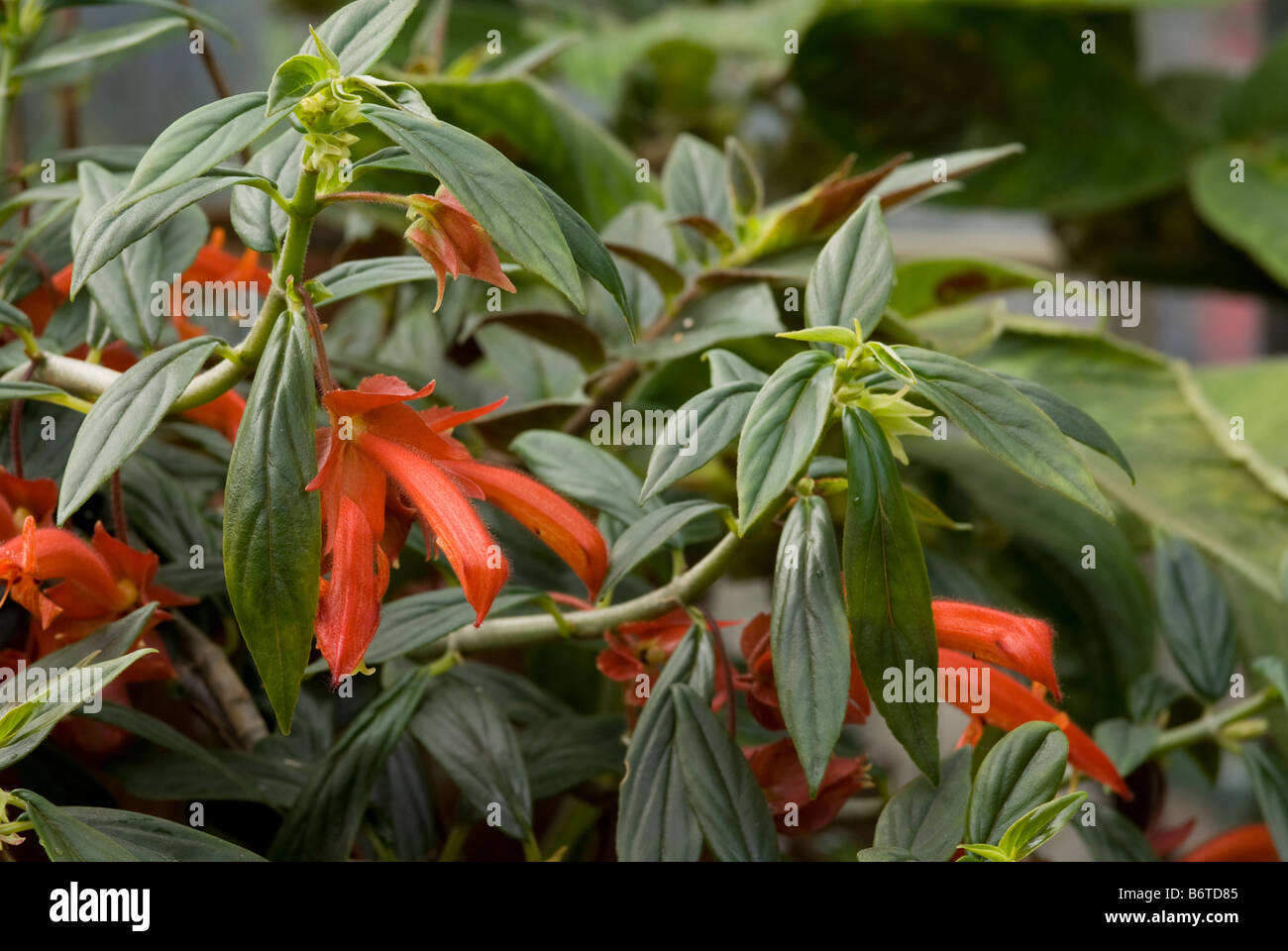 Columnea erythrophaea, Gesneriaceae (flying goldfish plant) Stock Photo