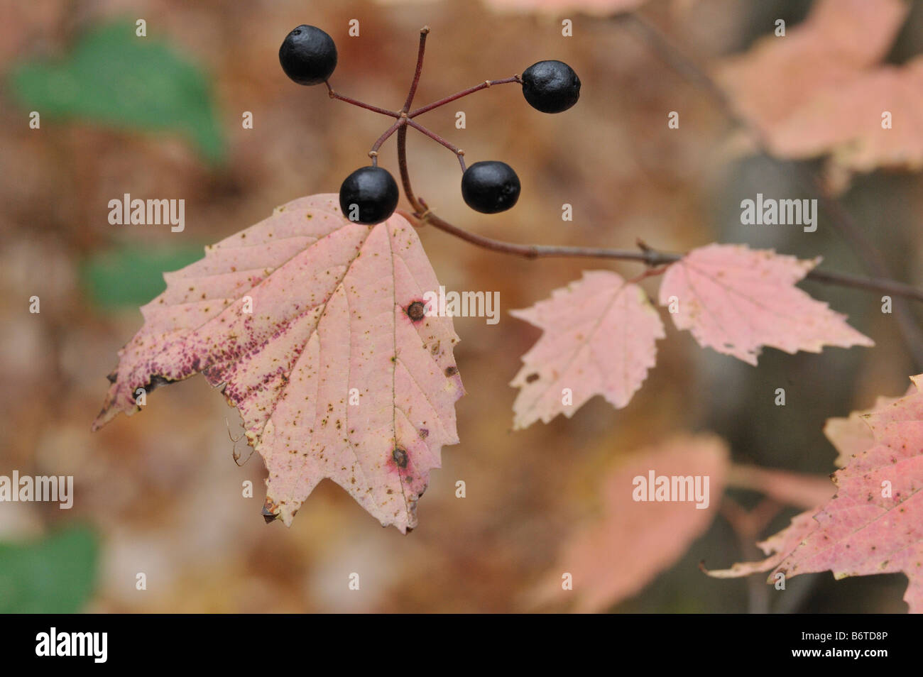 Mapleleaf viburnum in fall Stock Photo Alamy