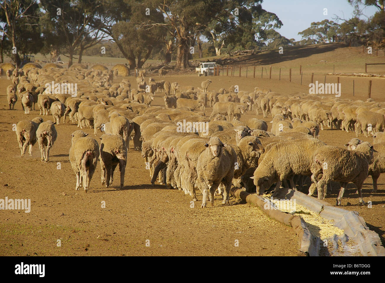Flock of merino sheep being fed in a dry, dusty feedlot during an