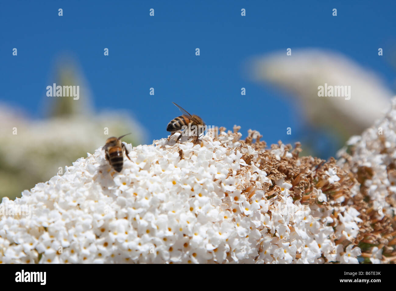 Butterfly bees with wings hires stock photography and images Alamy