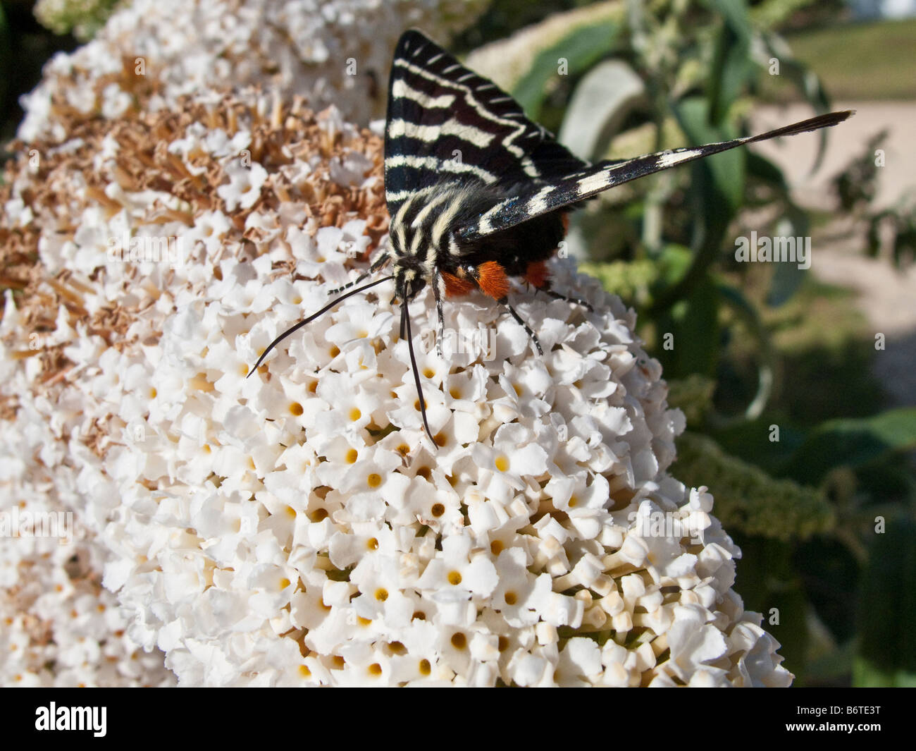 Dingy swallowtail butterfly feeding on a white butterfly tree flower, South Australia Stock Photo