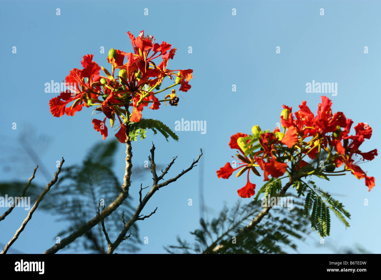 Flame bush flowers in South Florida Stock Photo
