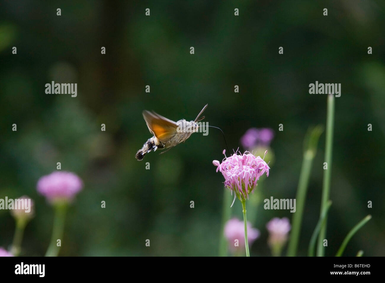 Buttefly in Spot flight Stock Photo - Alamy