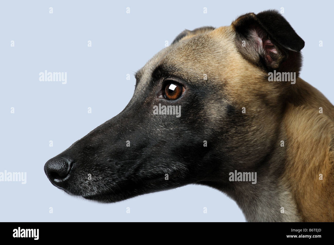 Whippet 1 year in front of a grey background Stock Photo