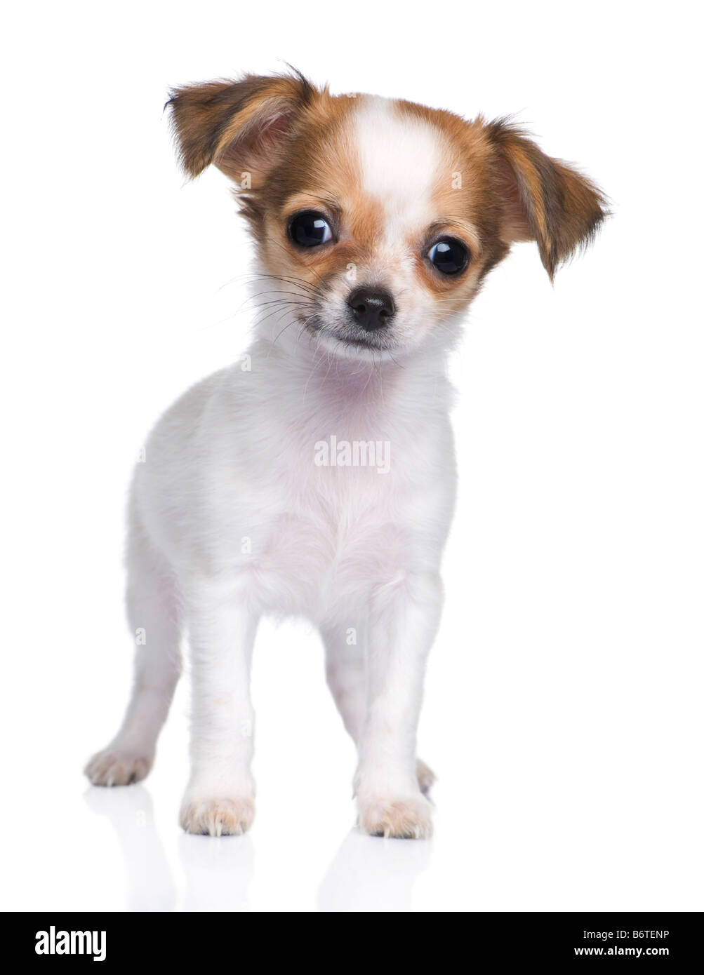 chihuahua puppy 3 months in front of a white background Stock Photo