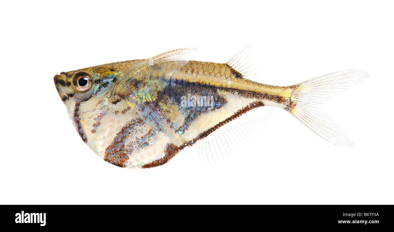 Common hatchetfish Gasteropelecus sternicla in front of a white background Stock Photo