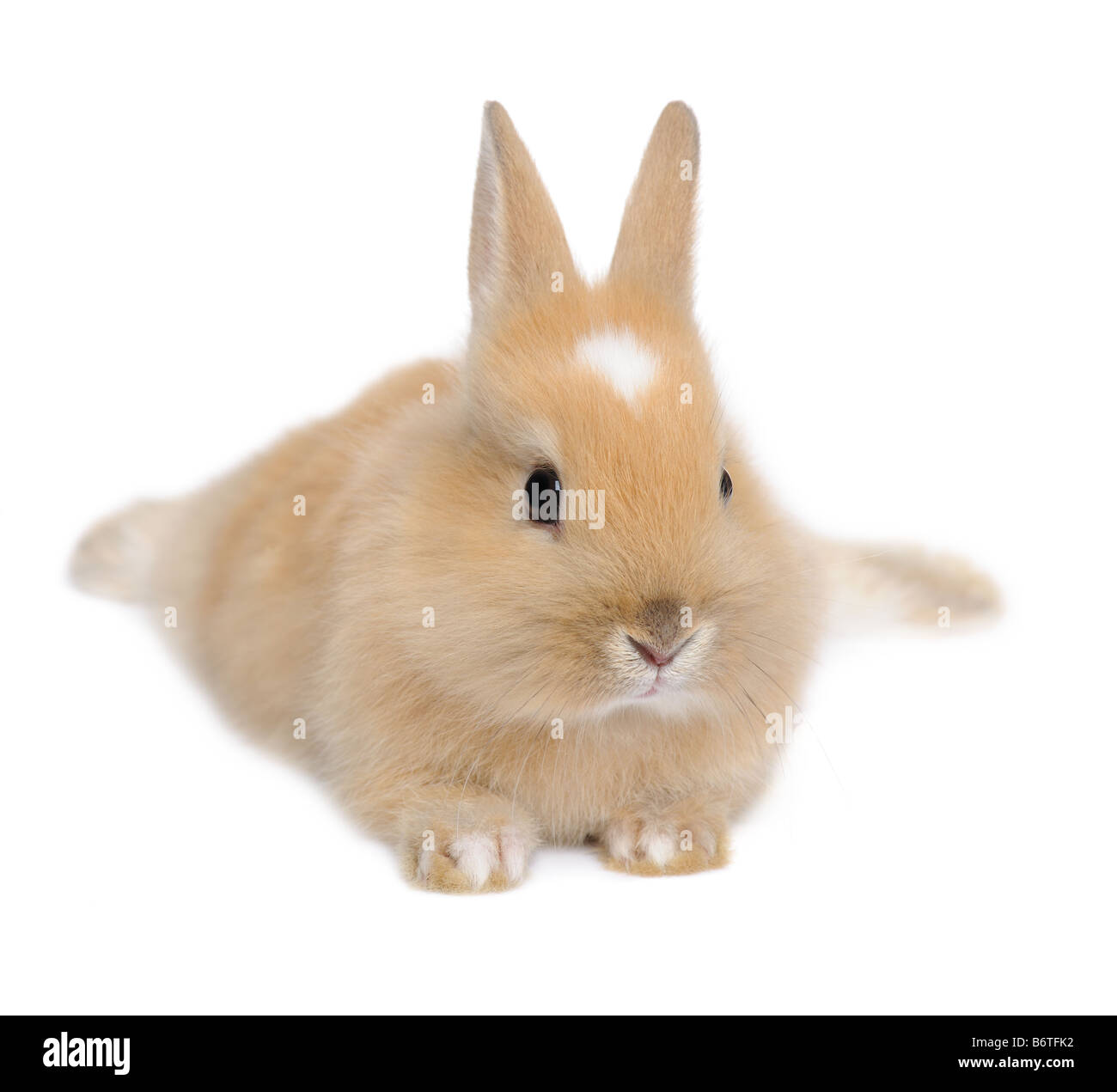 baby Rabbit in front of a white background Stock Photo