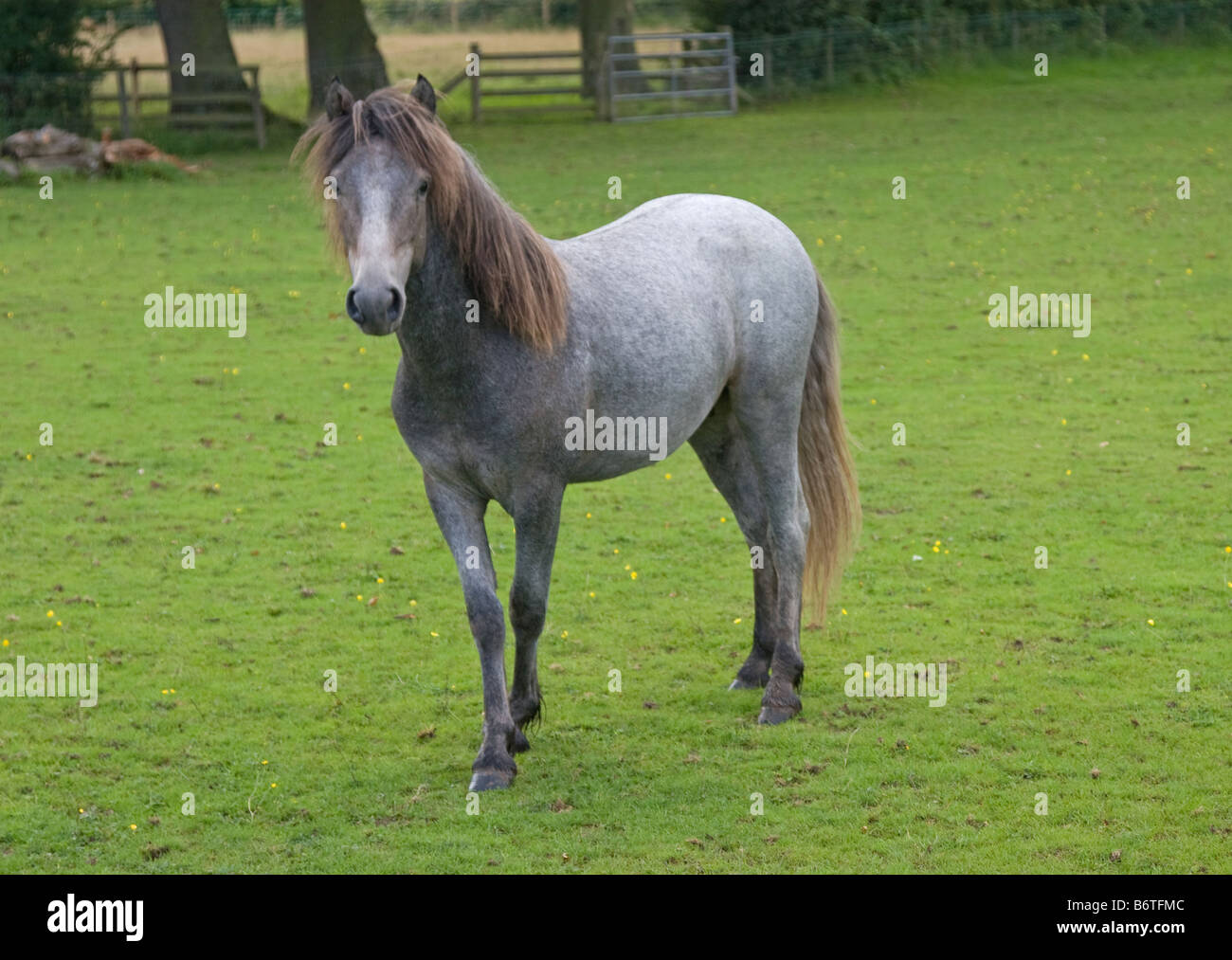 Eriskay pony colt Stock Photo