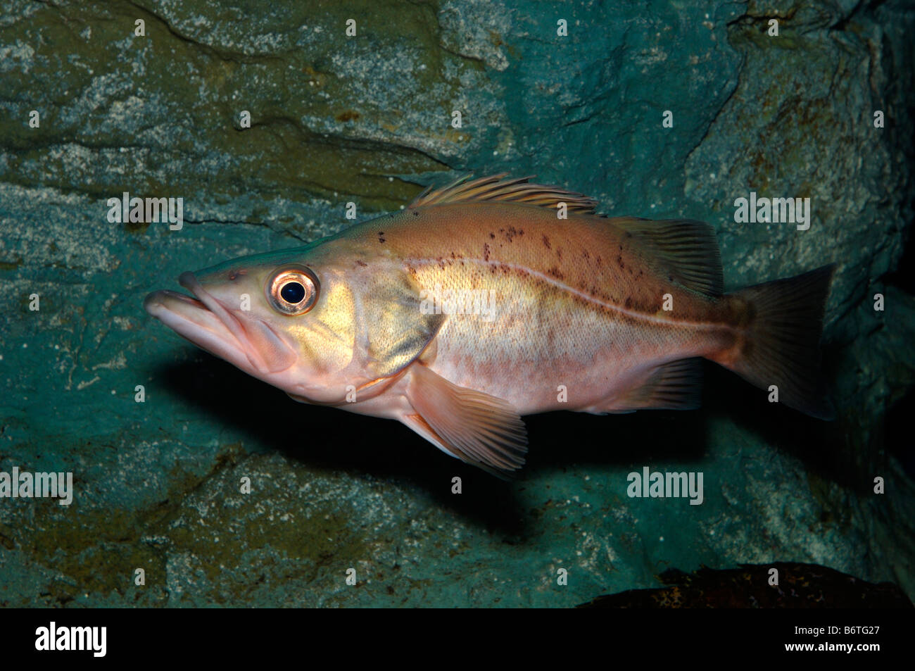 Bocaccio Sebastes paucispinis captive Stock Photo Alamy