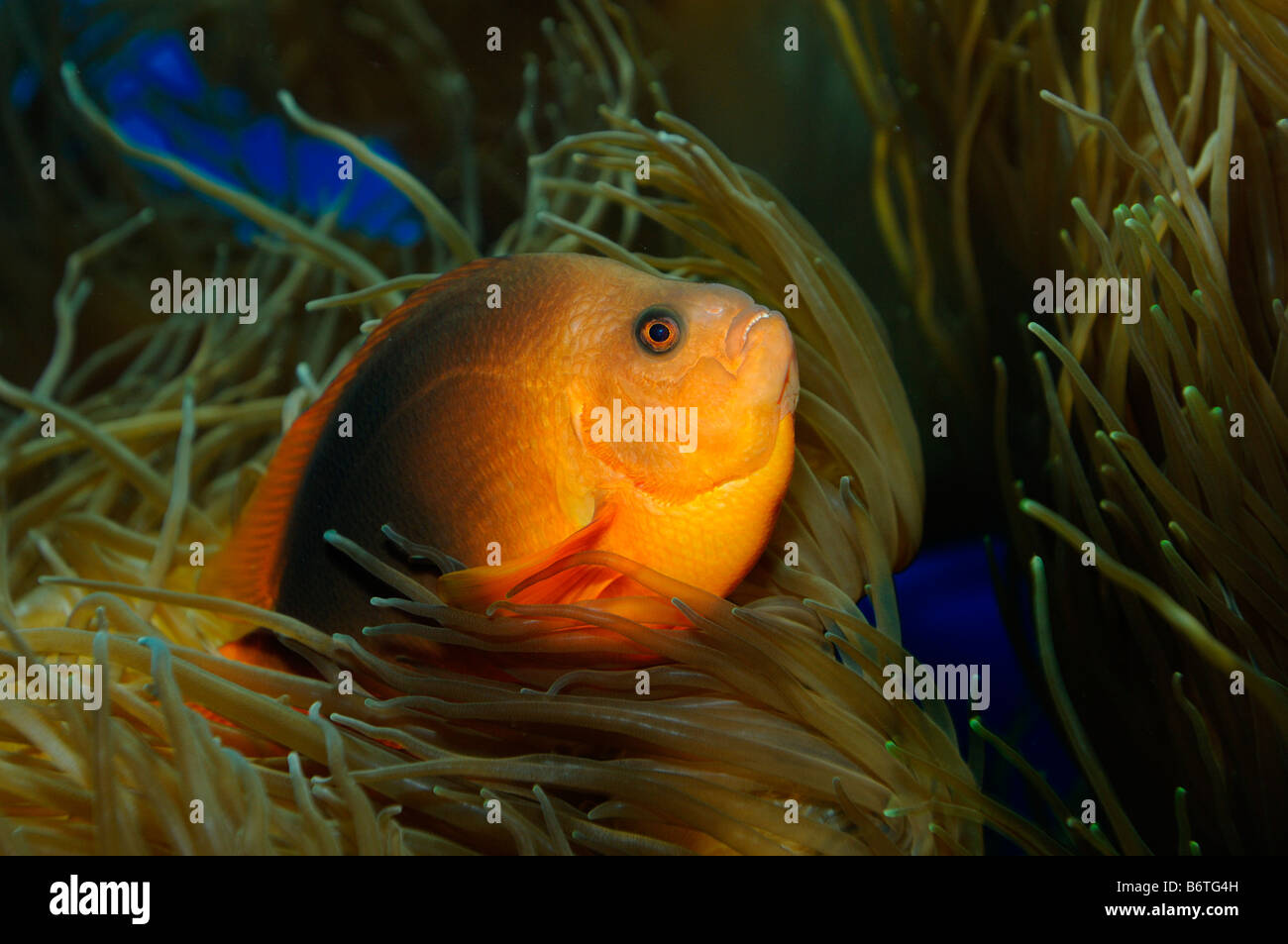Red saddleback anemonefish Amphiprion ephippium captive Stock Photo
