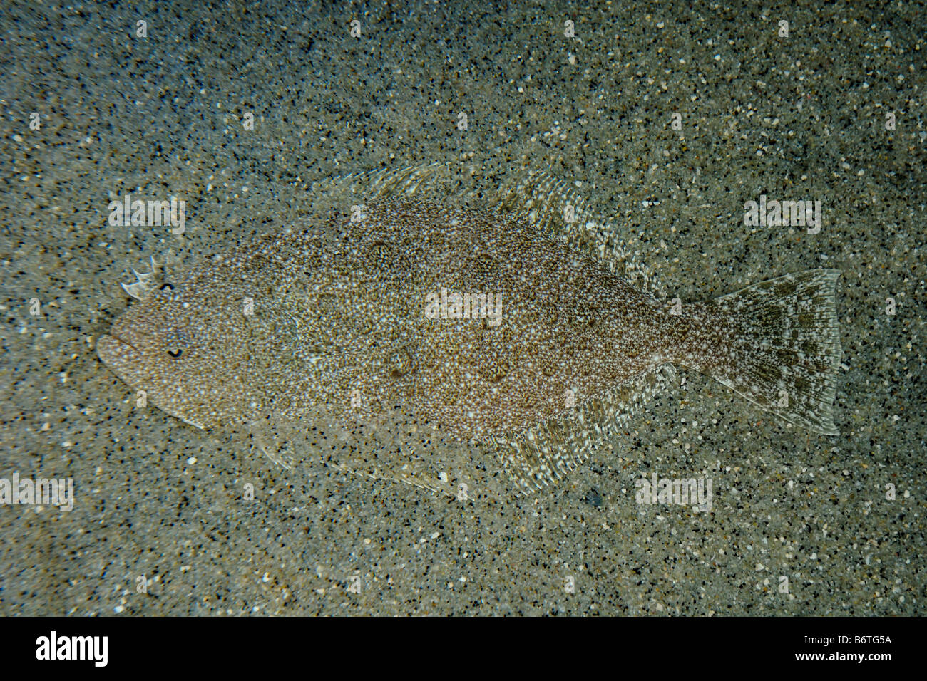 California halibut Paralichthys californicus captive Stock Photo Alamy