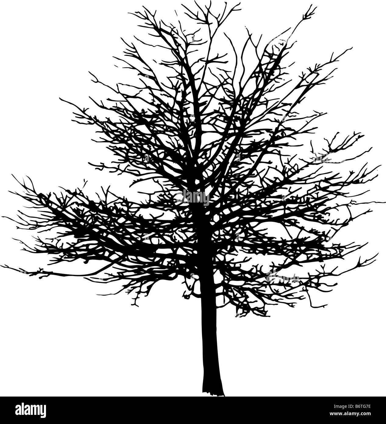 Silhouette of a winter tree Stock Photo