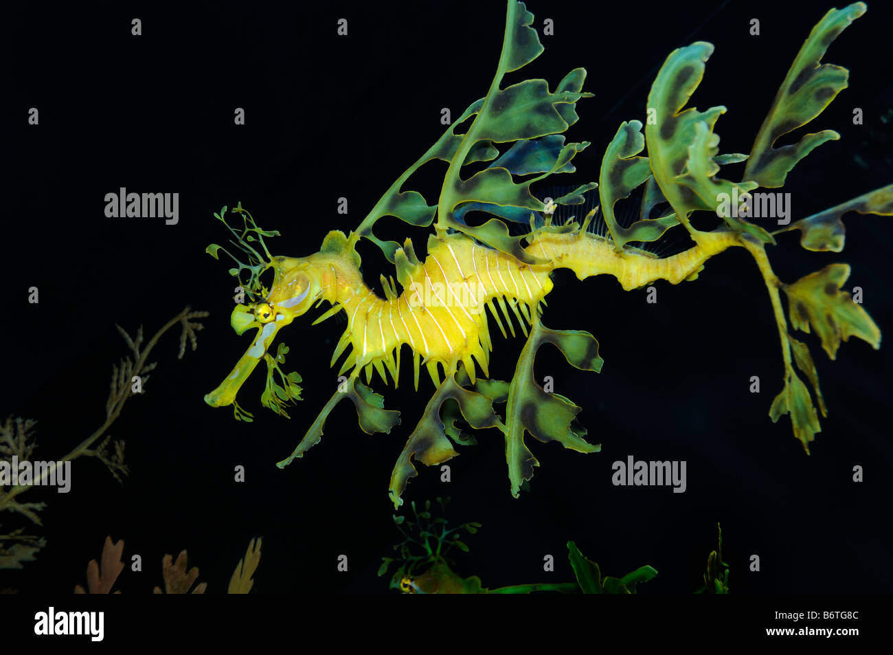 Leafy sea dragon Phyllopteryx eques captive Stock Photo