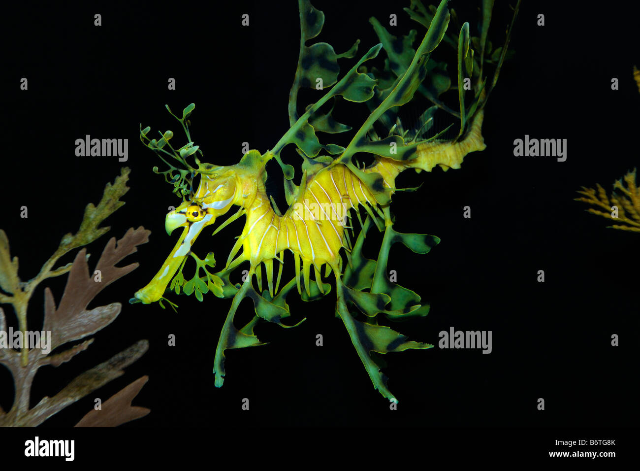 Leafy sea dragon Phyllopteryx eques captive Stock Photo