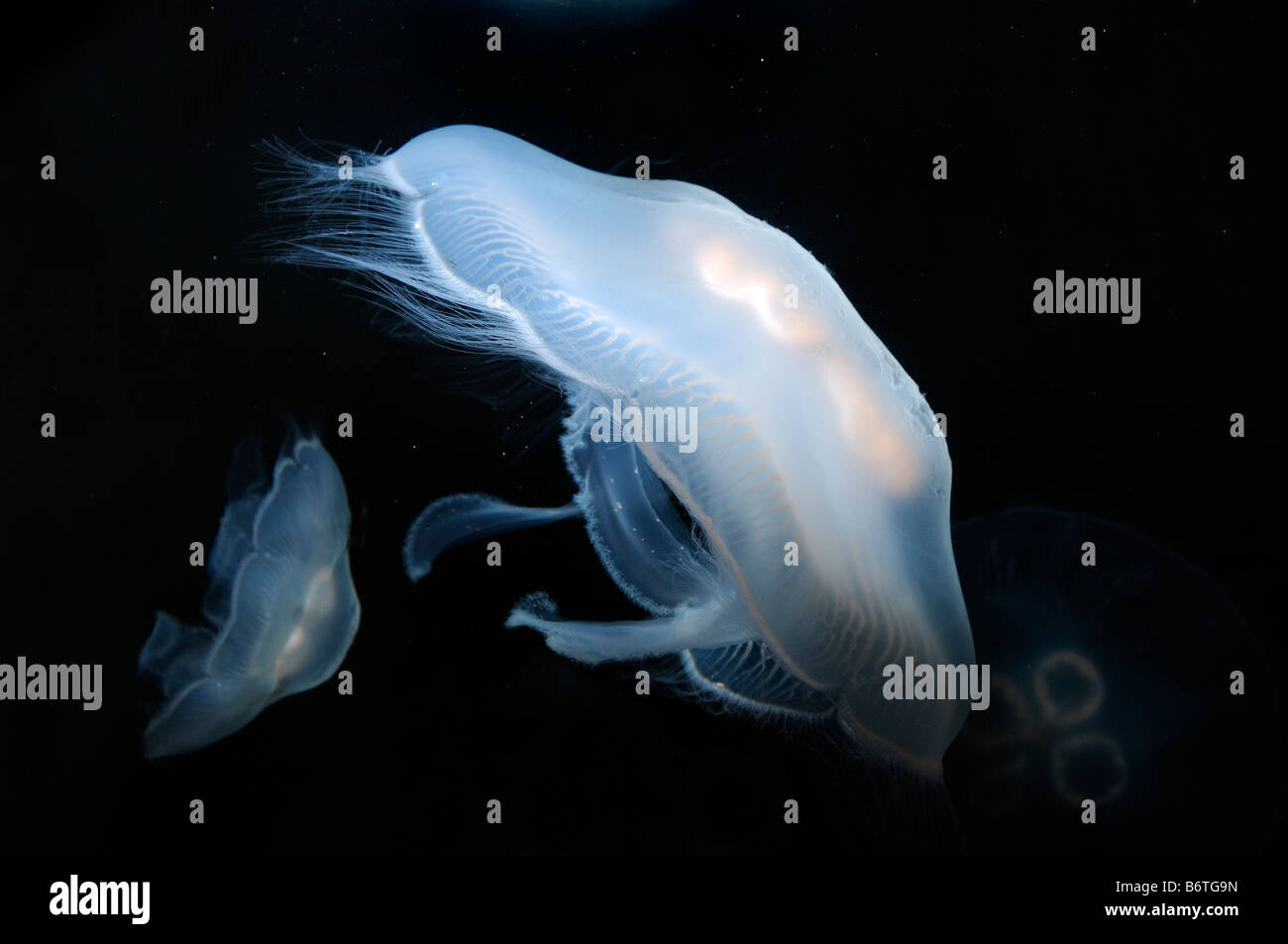 Moon jellyfish Aurelia aurita captive Stock Photo