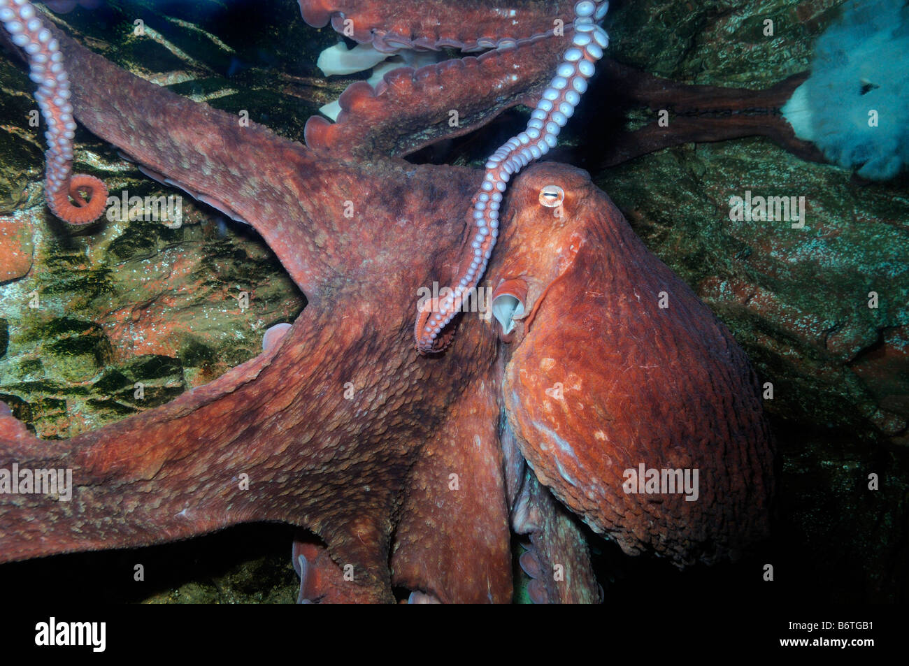 Giant pacific octopus eye hires stock photography and images Alamy