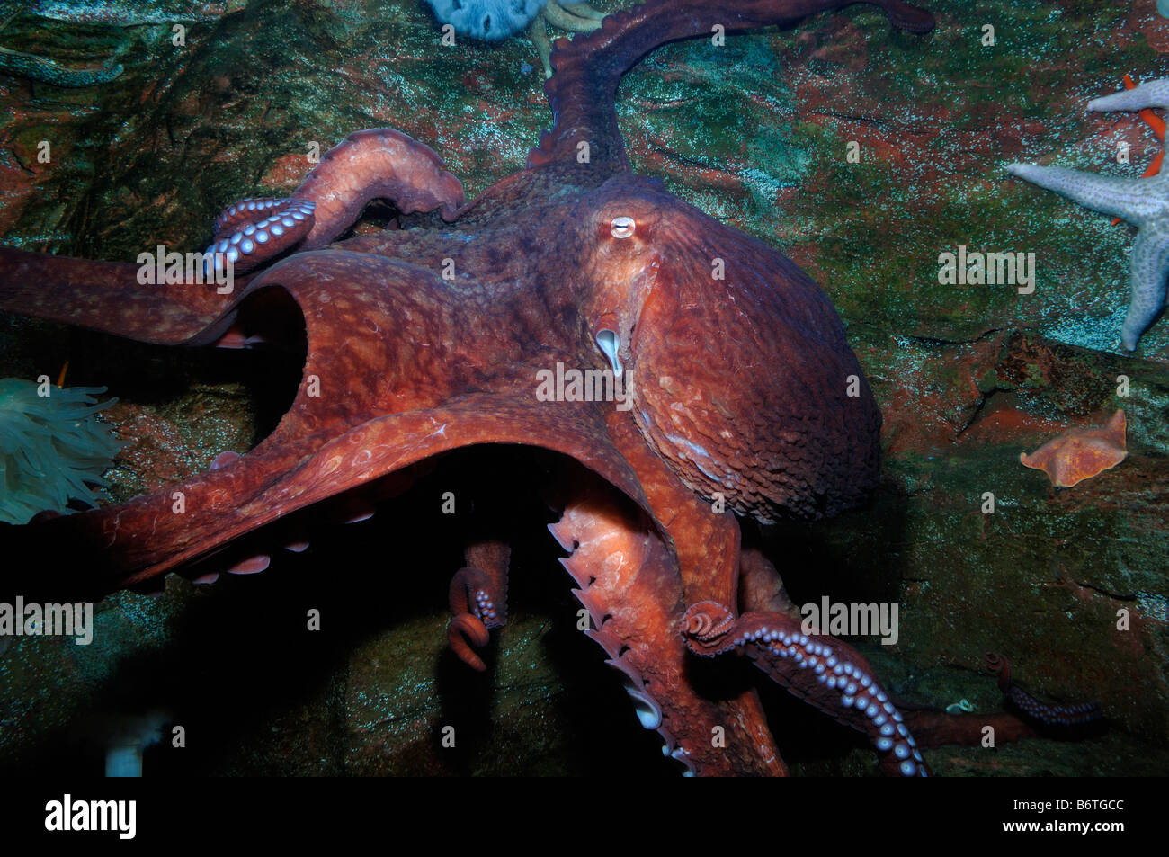 Giant Pacific octopus Enteroctopus dofleini captive Stock Photo Alamy