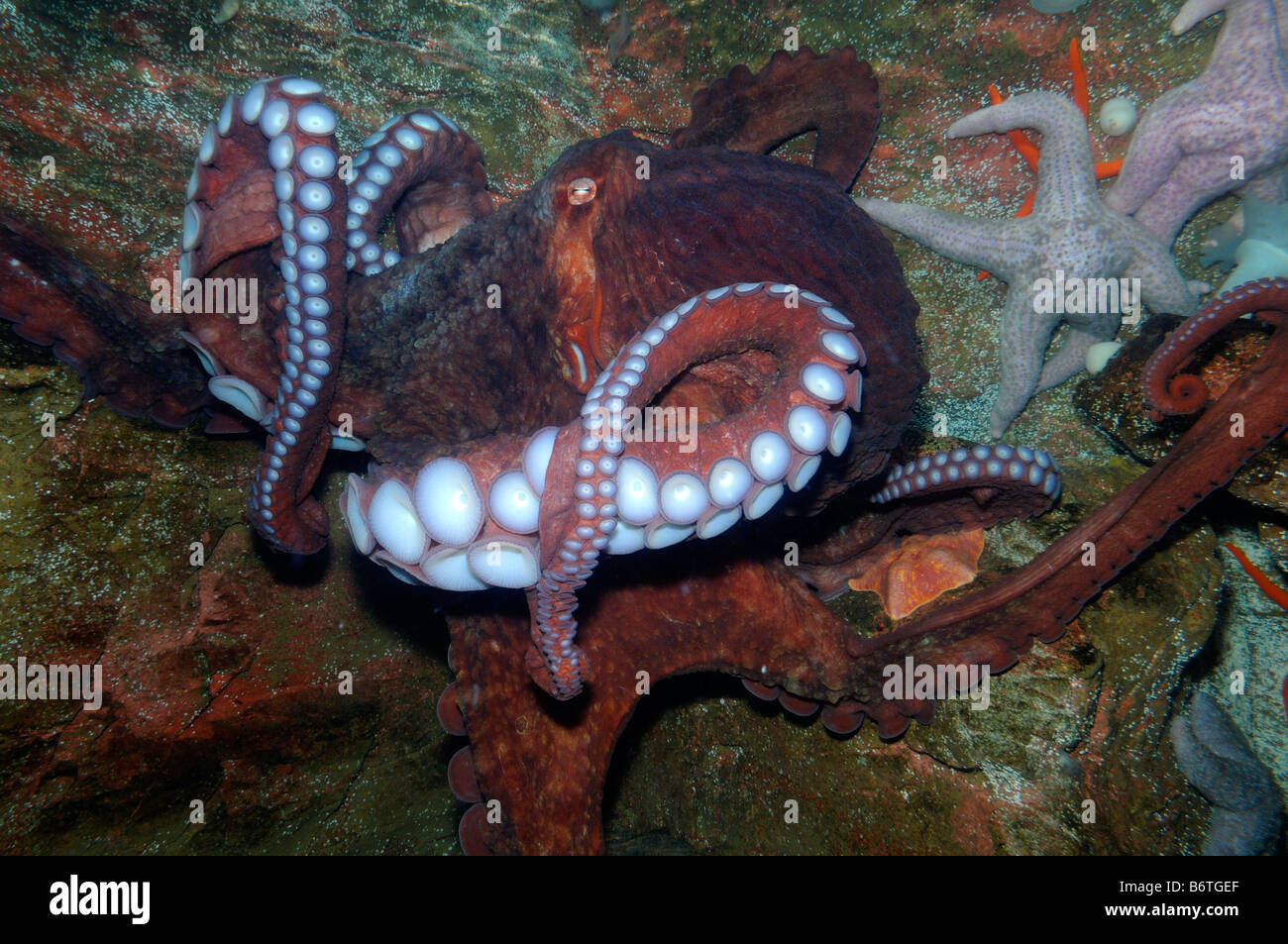 Giant Pacific octopus Enteroctopus dofleini captive Stock Photo Alamy