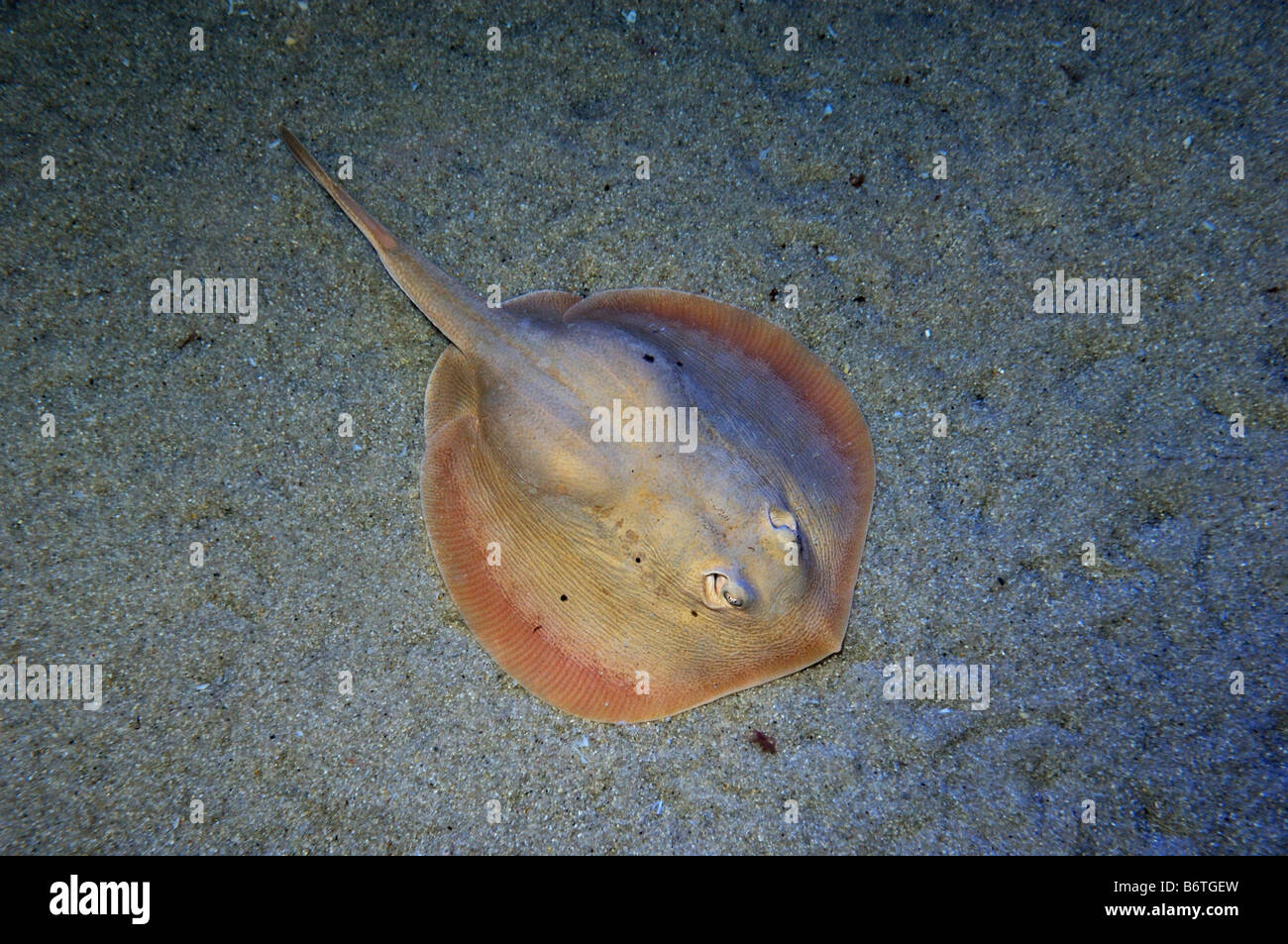 Round stingray Urobatis halleri captive Stock Photo