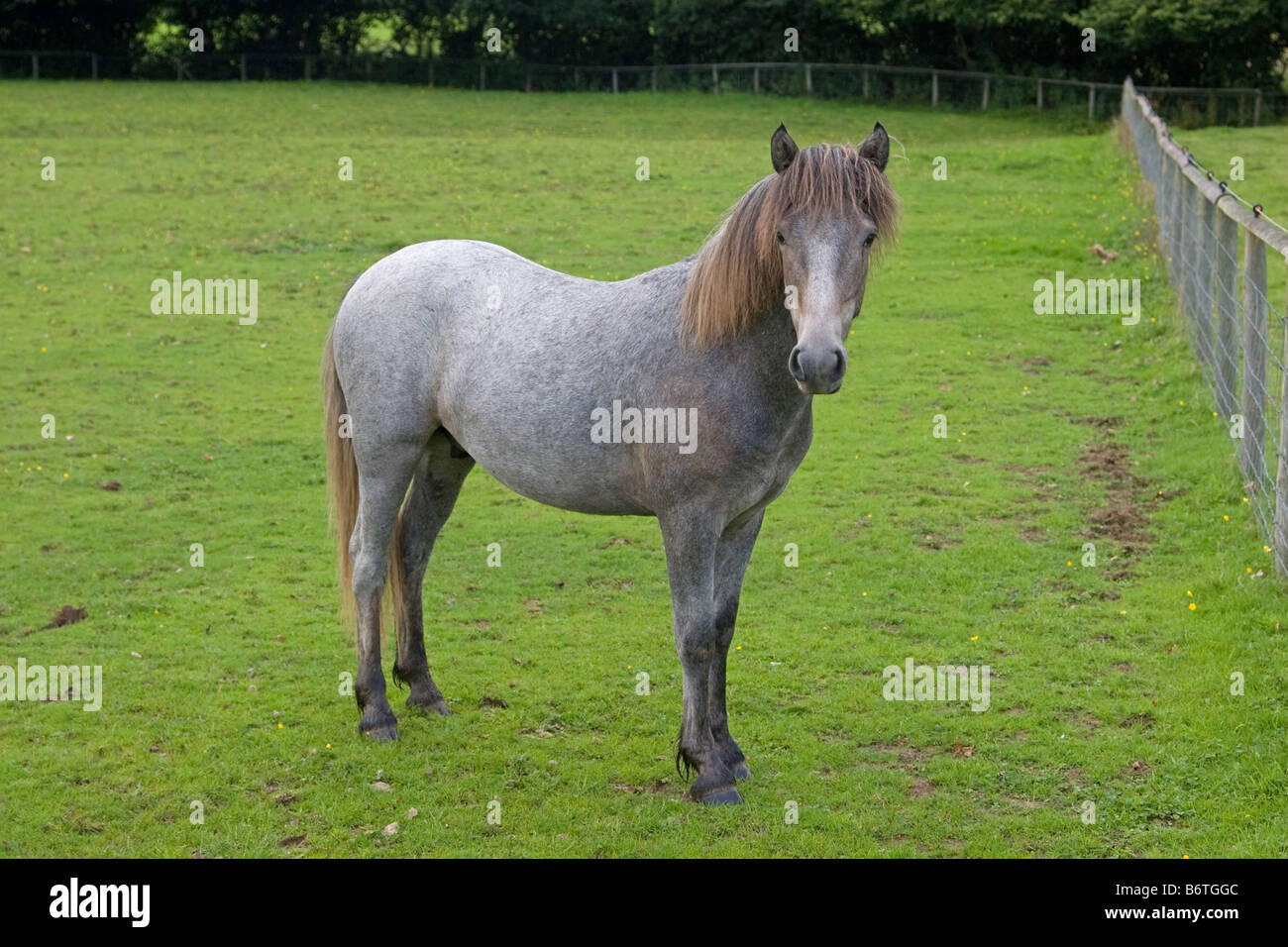 Eriskay pony colt Stock Photo