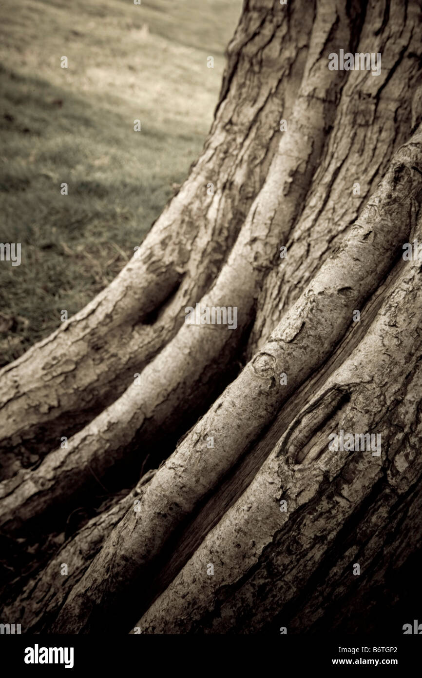 detail of lower part of tree trunk showing bony, skeletal structure and texture Stock Photo