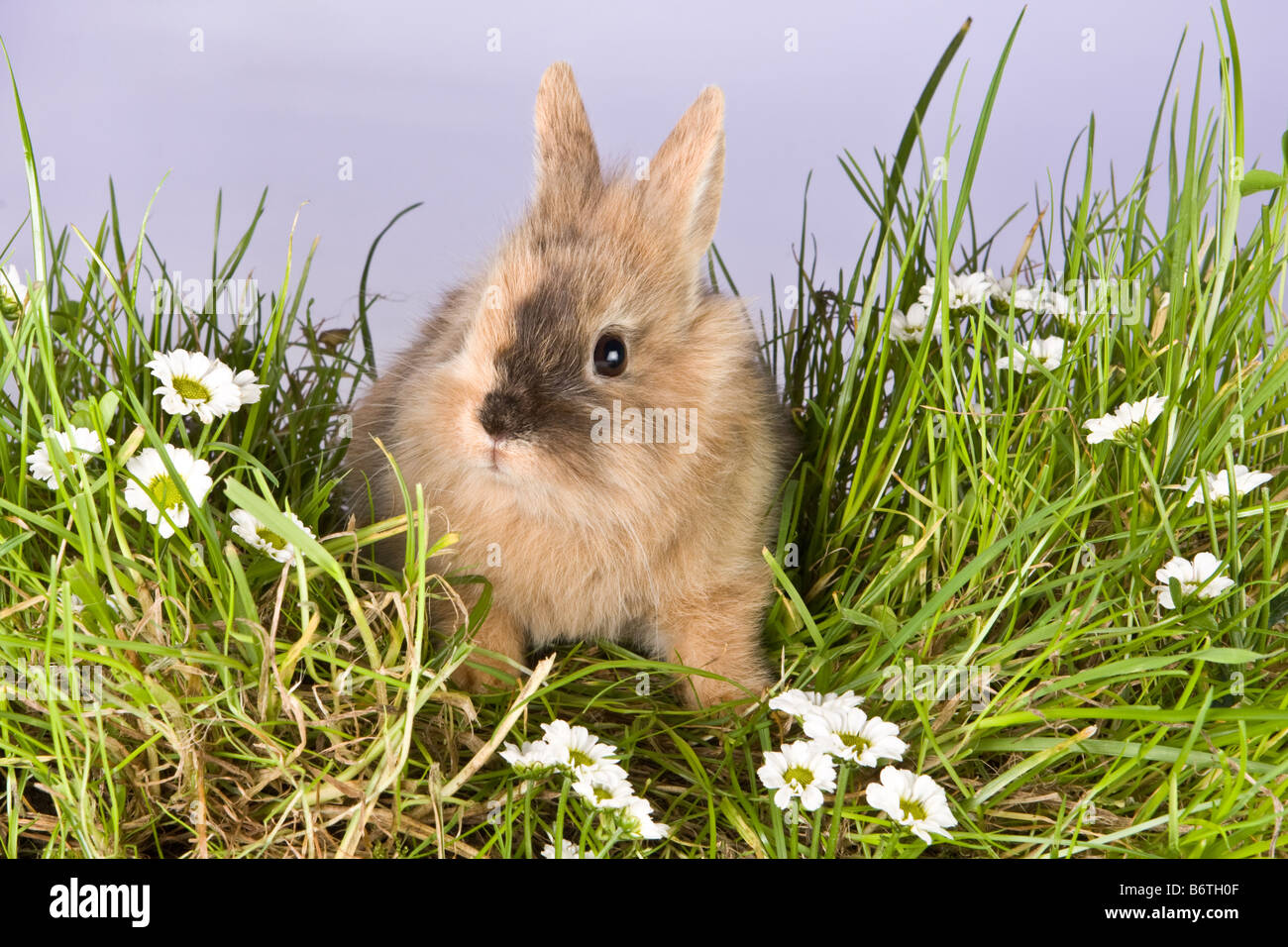 Young spring rabbit looking around in a patch of grass Stock Photo