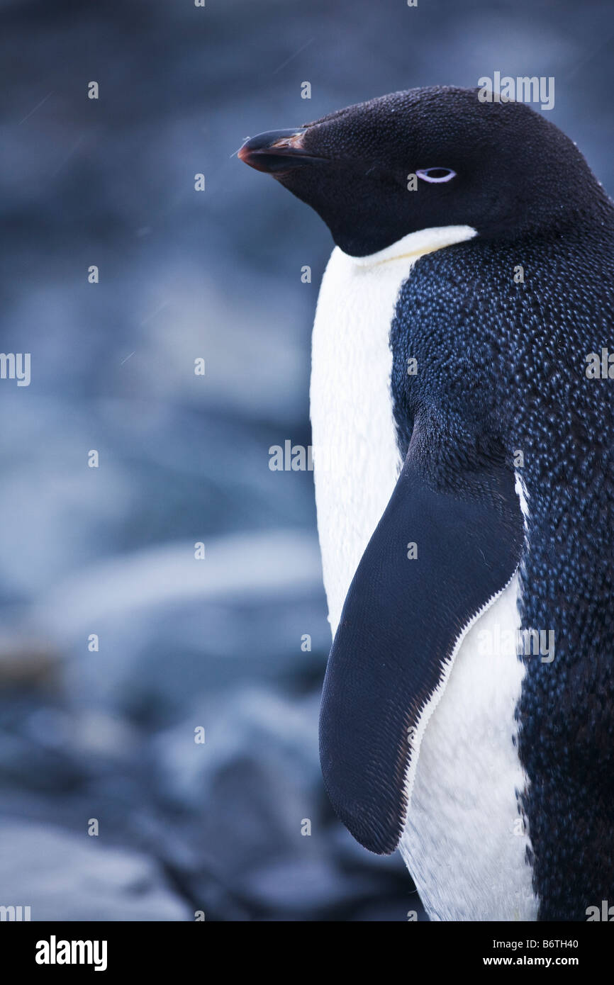 Adelie Penguin Pygoscelis adelie in snow on Half Moon Island South Shetland Islands Antarctica Stock Photo