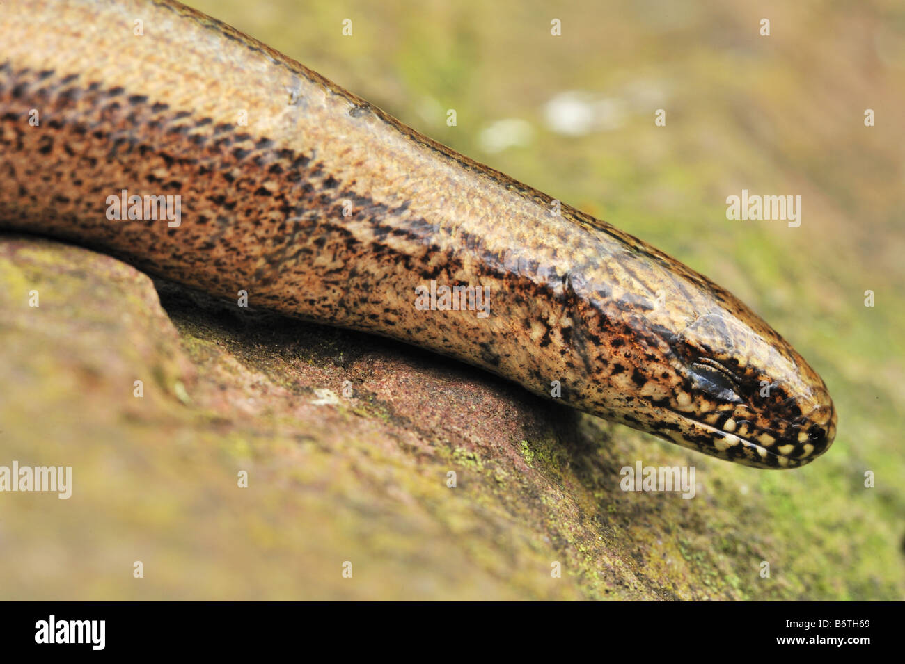 Slow worm blinking Stock Photo