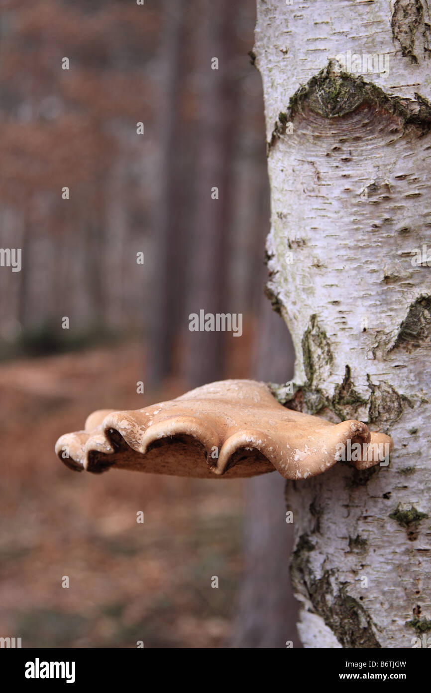 Bracket fungi on silver birch tree, England UK Stock Photo