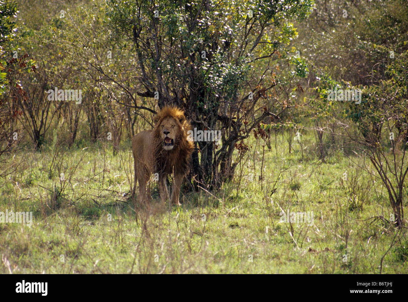 Male lion standing in the shade of a bush Stock Photo - Alamy