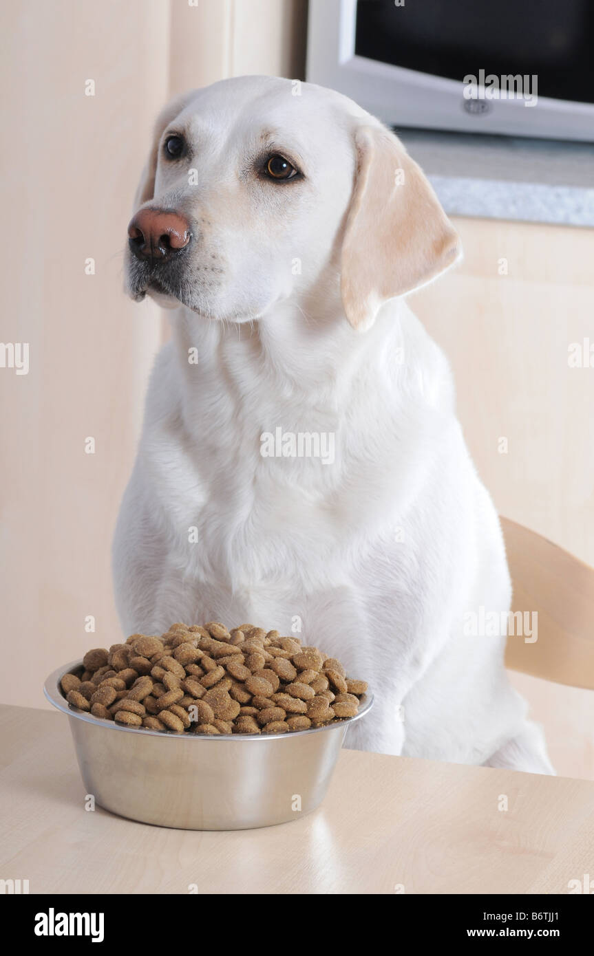 White labrador retriever sitting at table with bowl full of granulated feed. Stock Photo