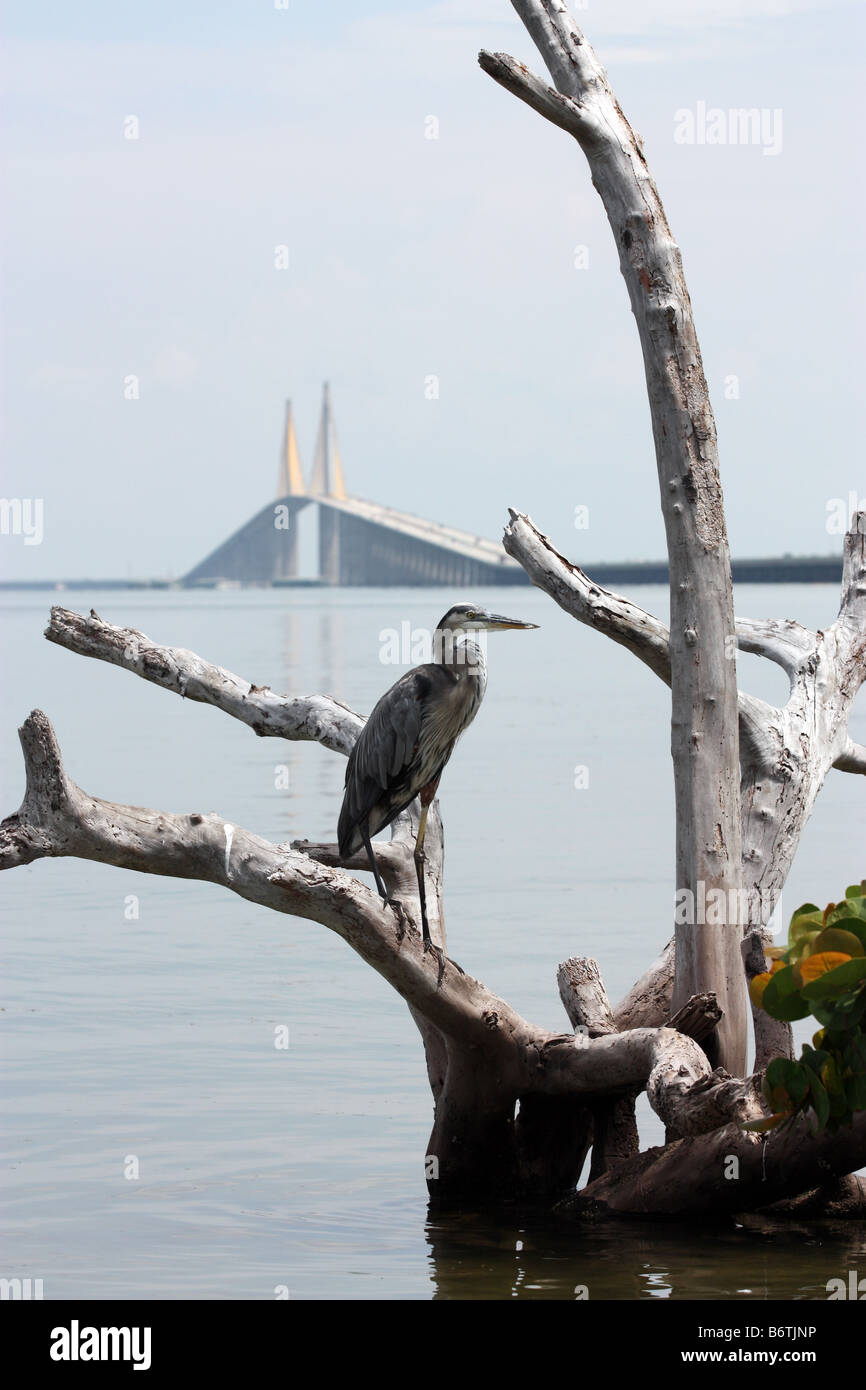 Heron sitting on branch overlooking Tampa Bay and Sunshine Skyway bridge in Florida Stock Photo