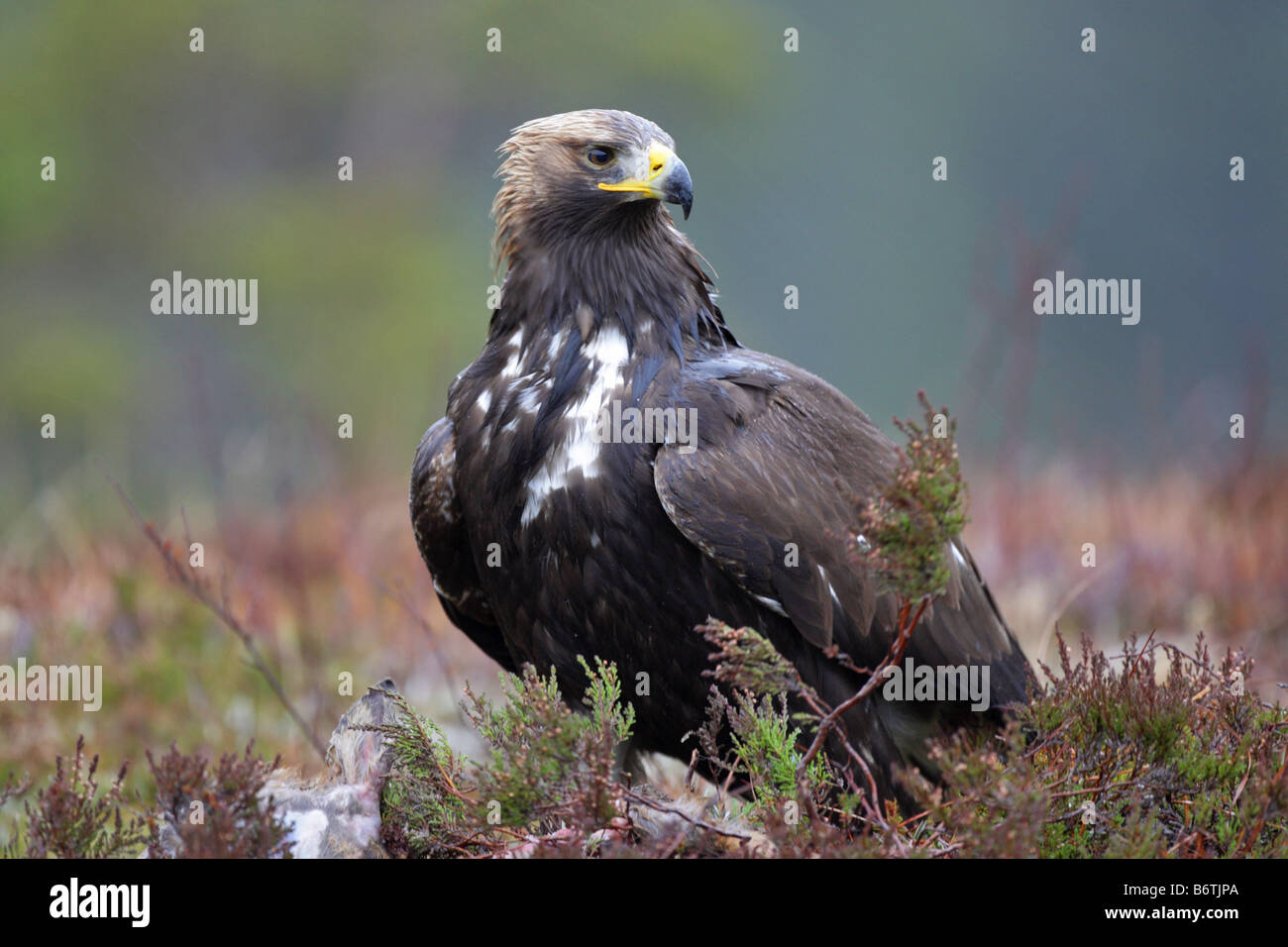 Golden Eagle Sitting In The Heather With A Deer Kill In