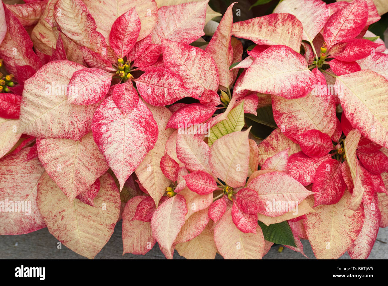 Group of red and white variegated Poinsettia Stock Photo