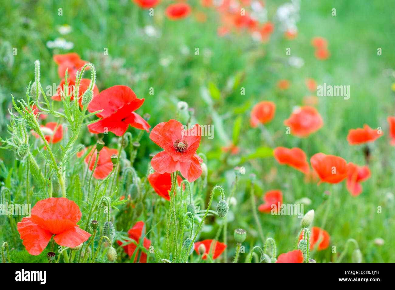 Poppies in wildflower border hi-res stock photography and images - Alamy