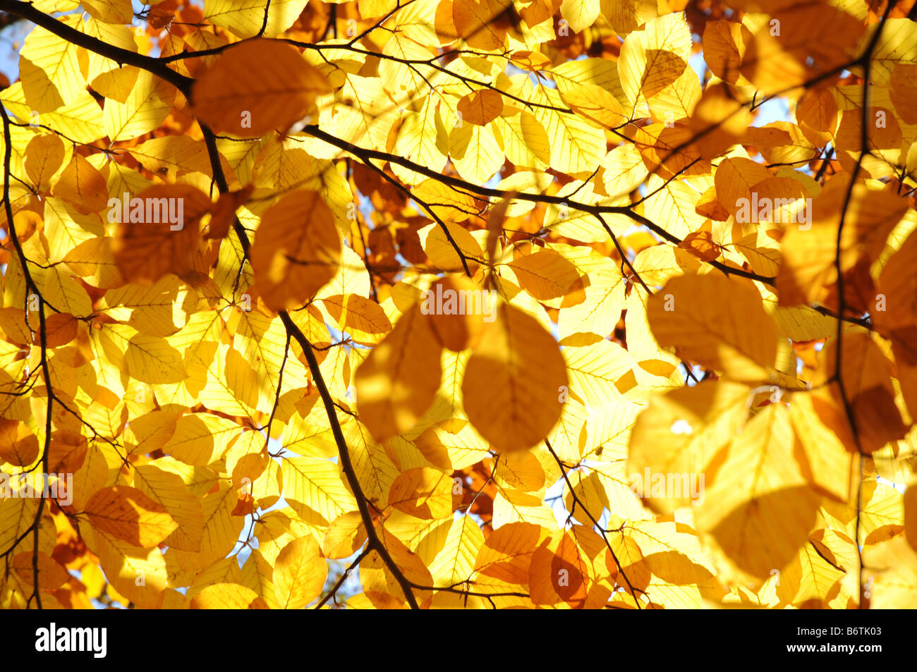 Yellow autumn leaves on a branch against sky backlit by sun. Stock Photo